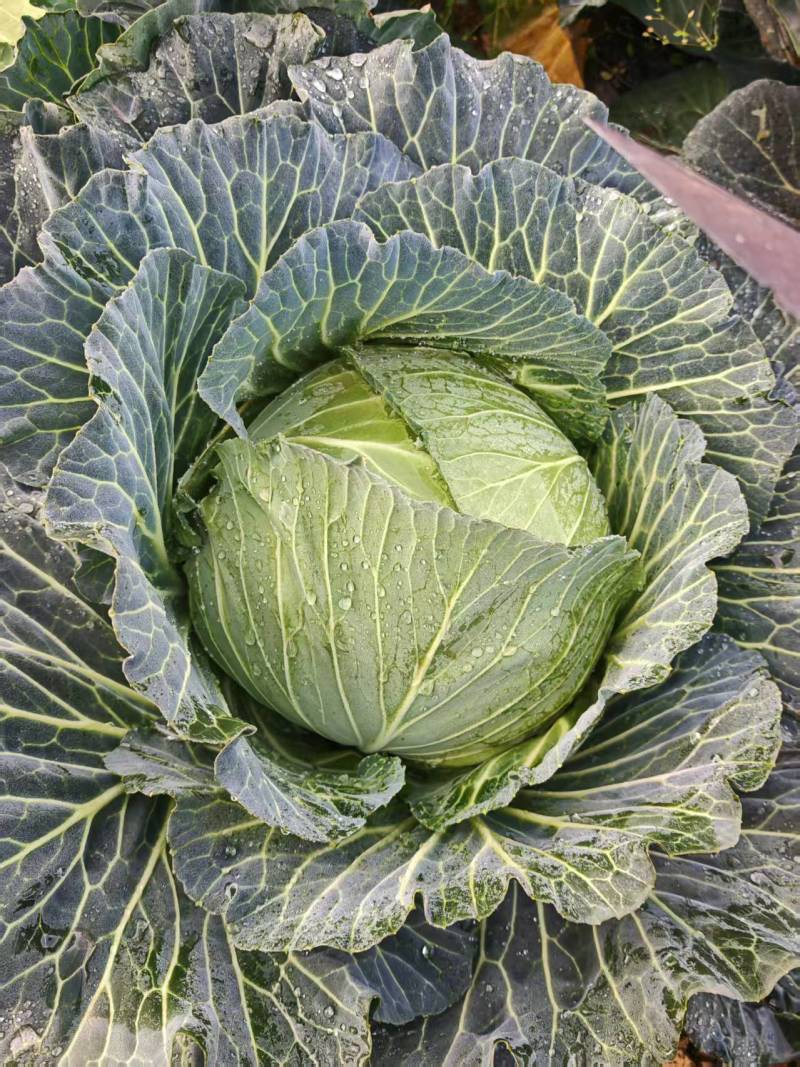 【诚信为本】优质扁包菜大量供应物美价廉量大从优