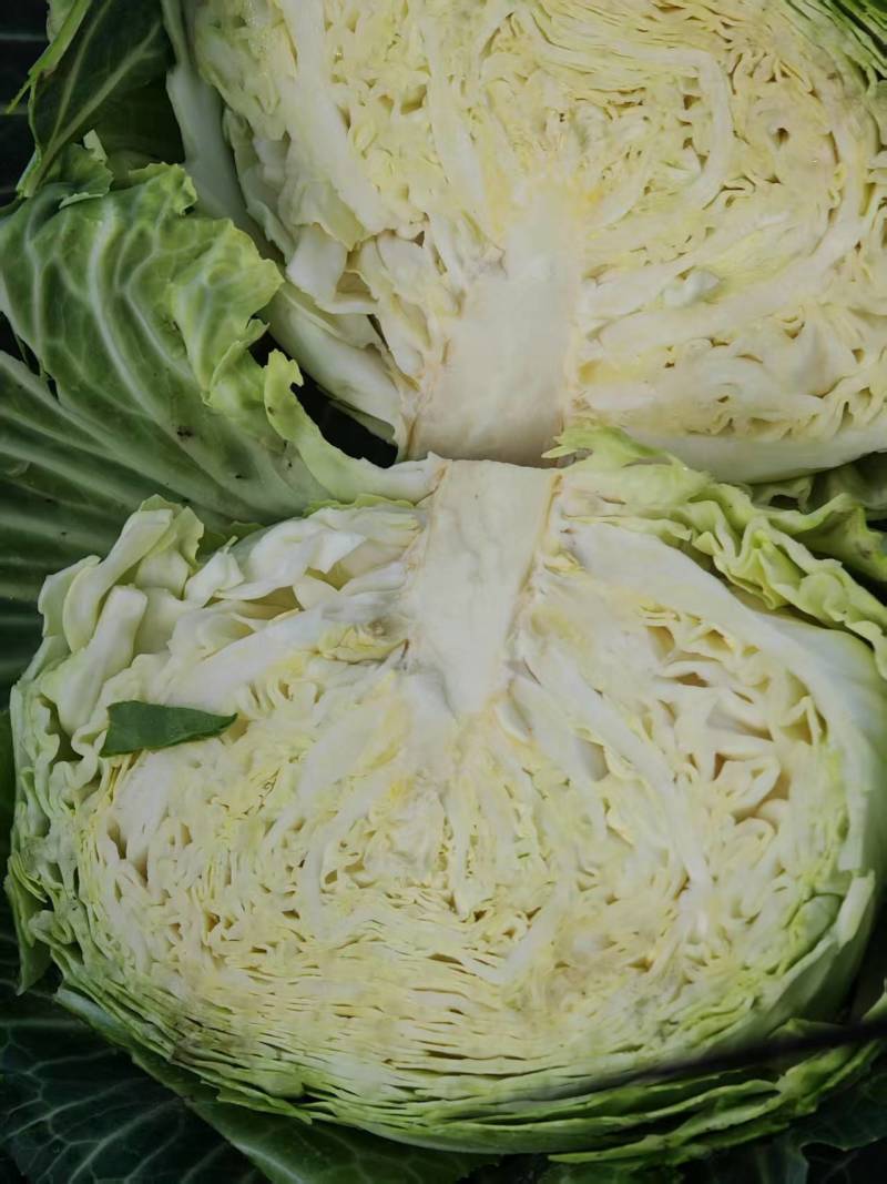 【自产自销】扁包菜产地直发视频看货一手货源量大