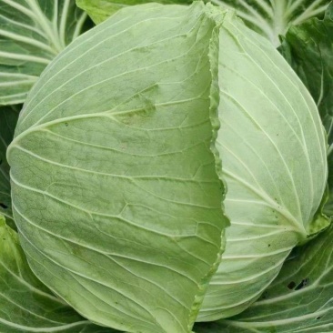 【自产自销】扁包菜产地直发视频看货一手货源量大
