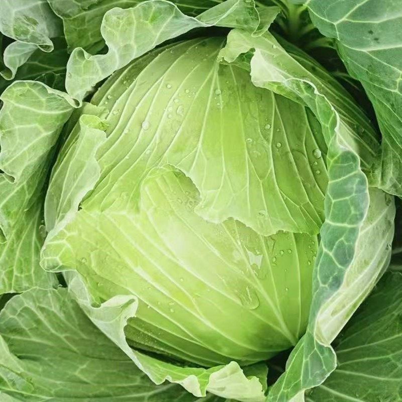 精品甘蓝农场种植现砍现发视频看货量大从优品质保