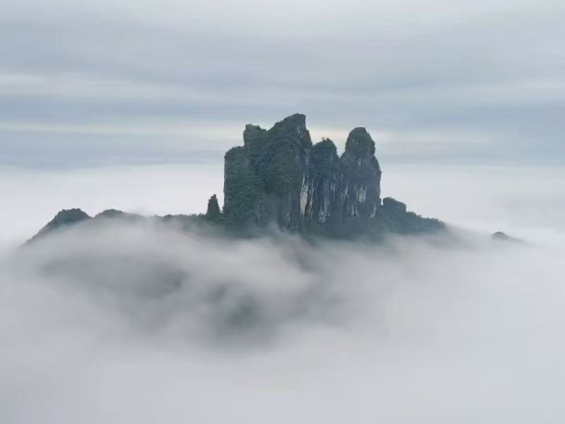保靖黄金茶