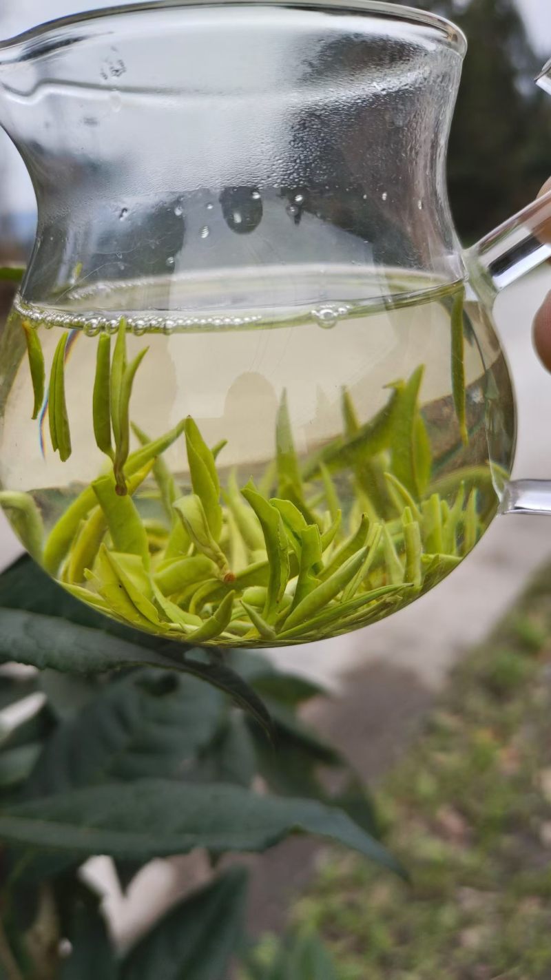 保靖黄金茶