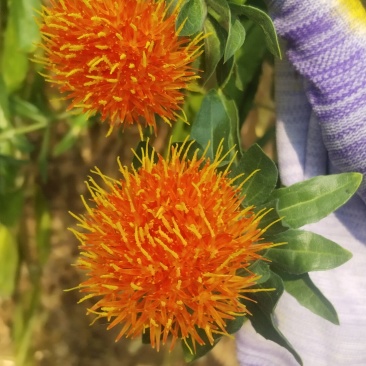 红花