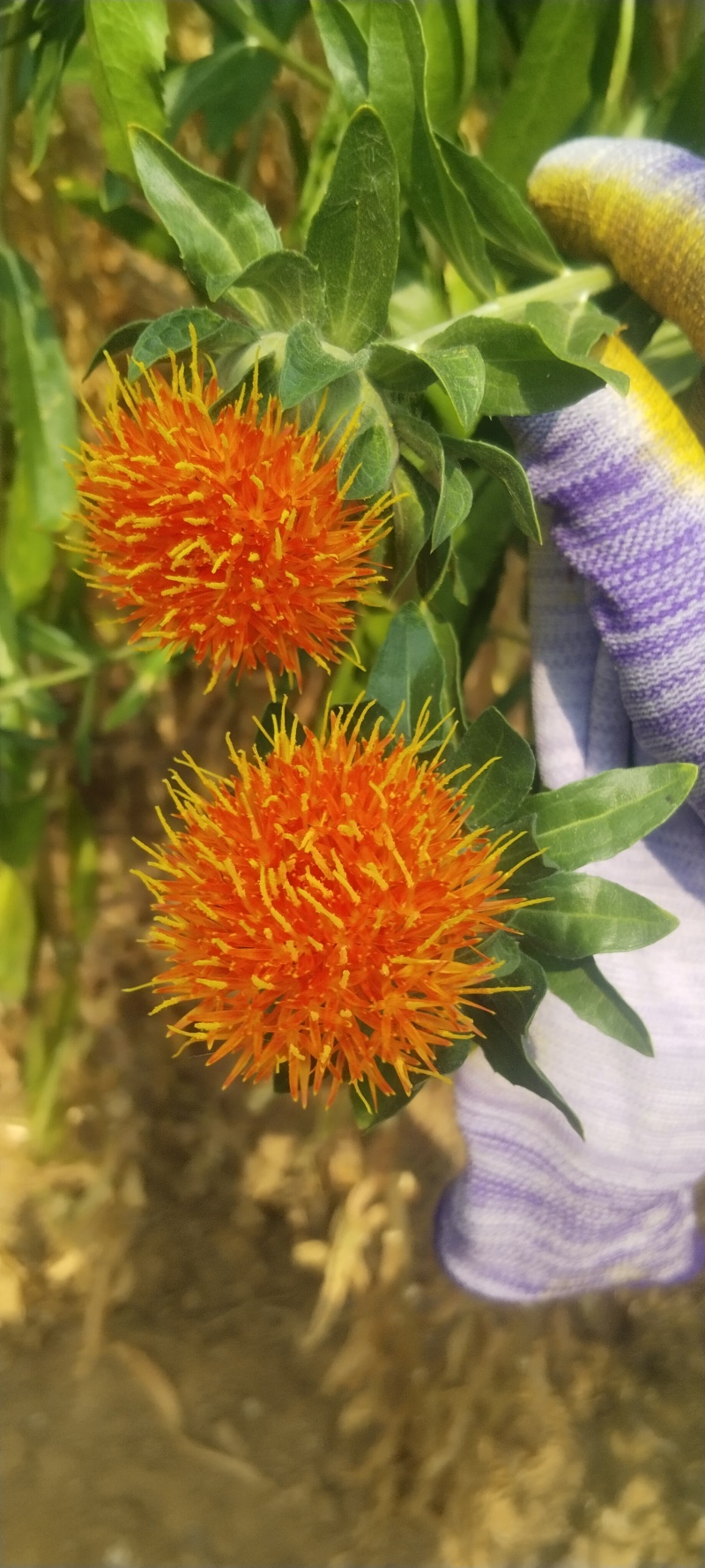 红花