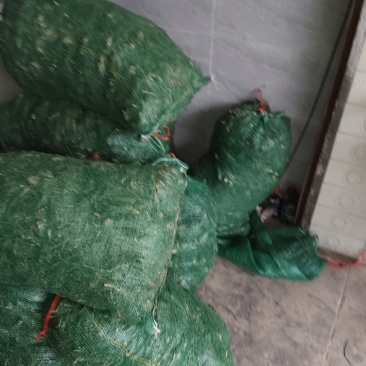 麦冬种苗