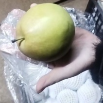 雨露香梨