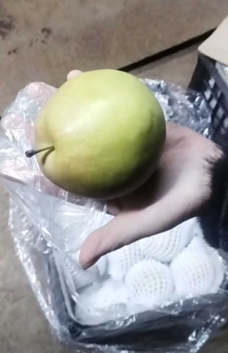 雨露香梨