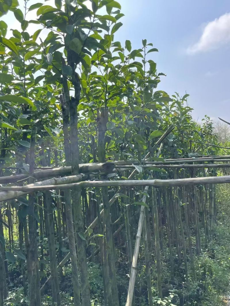 火力楠3-8分，大量出售