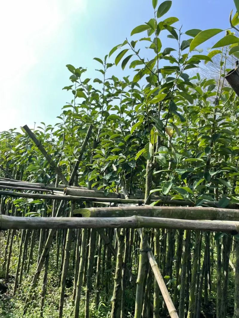 火力楠3-8分，大量出售