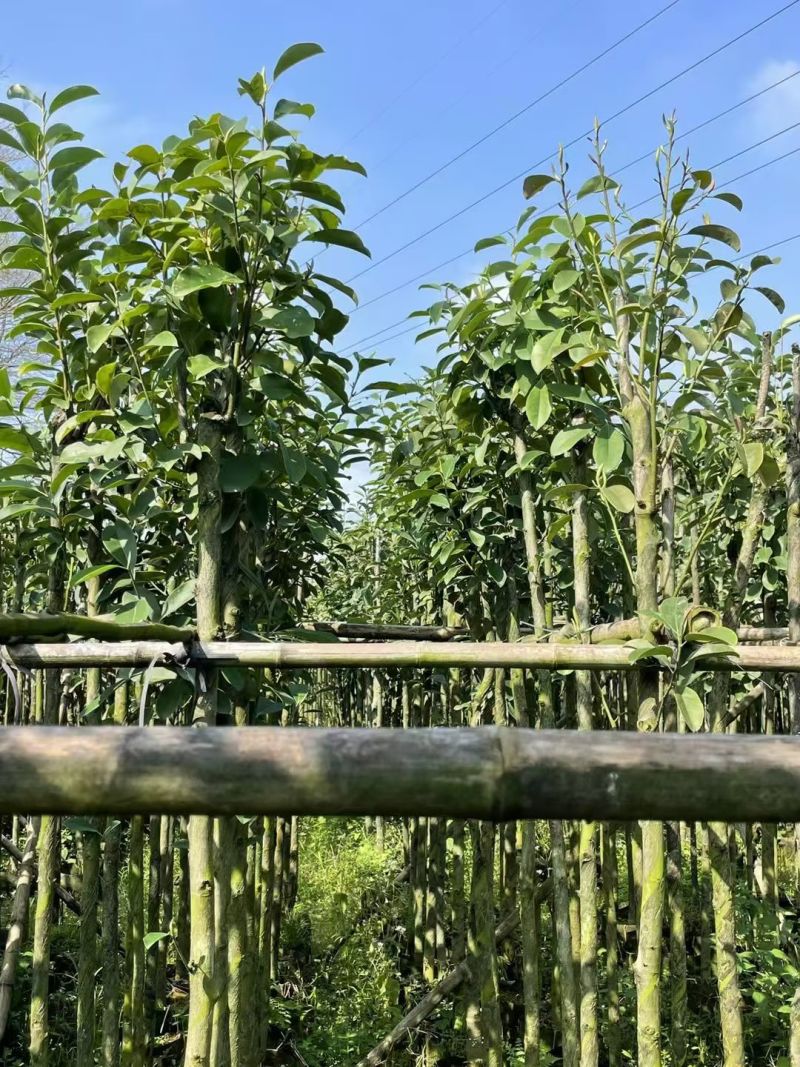 火力楠3-8分，大量出售
