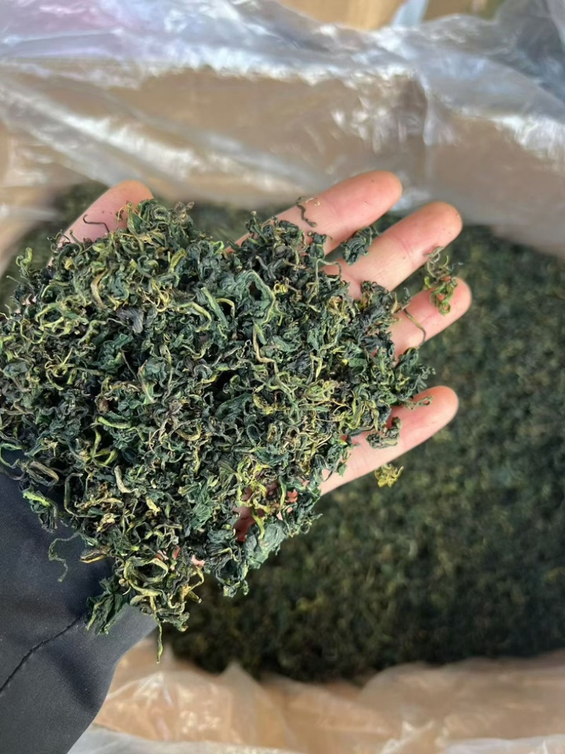 2026新货蒲公英茶水洗蒲公英茶大货批发