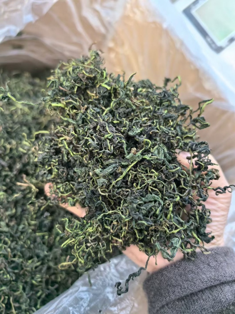 2026新货蒲公英茶水洗蒲公英茶大货批发