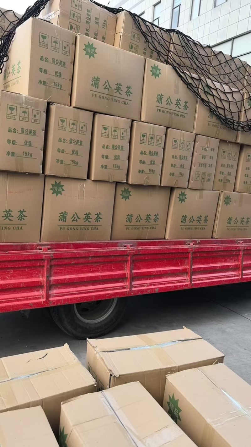 2026新货蒲公英茶水洗蒲公英茶大货批发