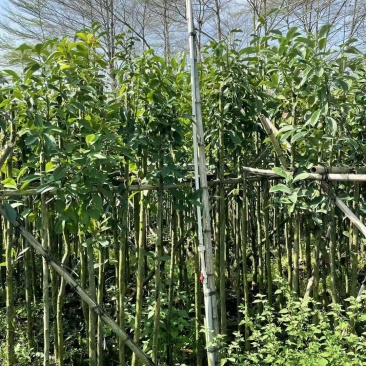 木荷3-6分，大量出售