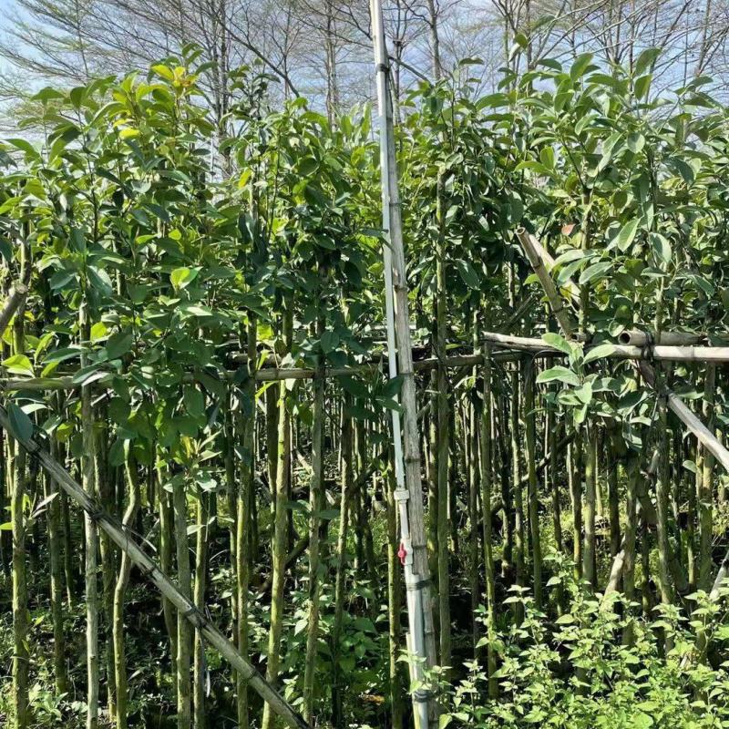 木荷3-6分，大量出售
