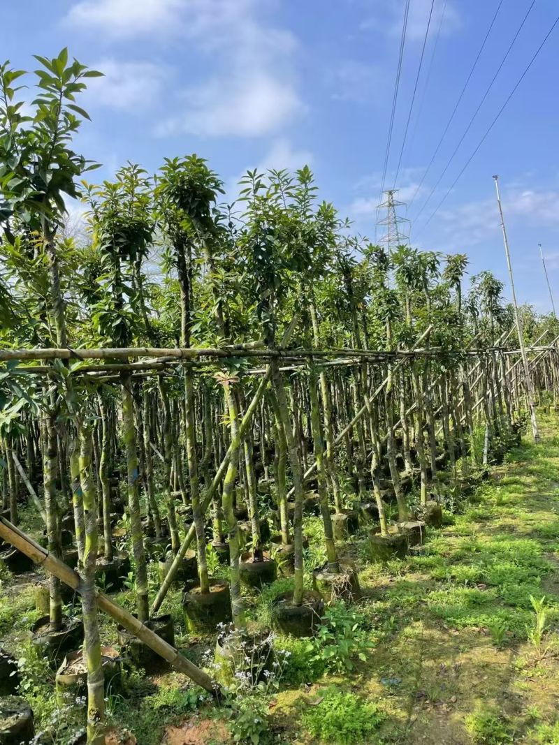 木荷3-6分，大量出售
