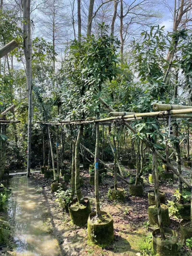木荷3-6分，大量出售