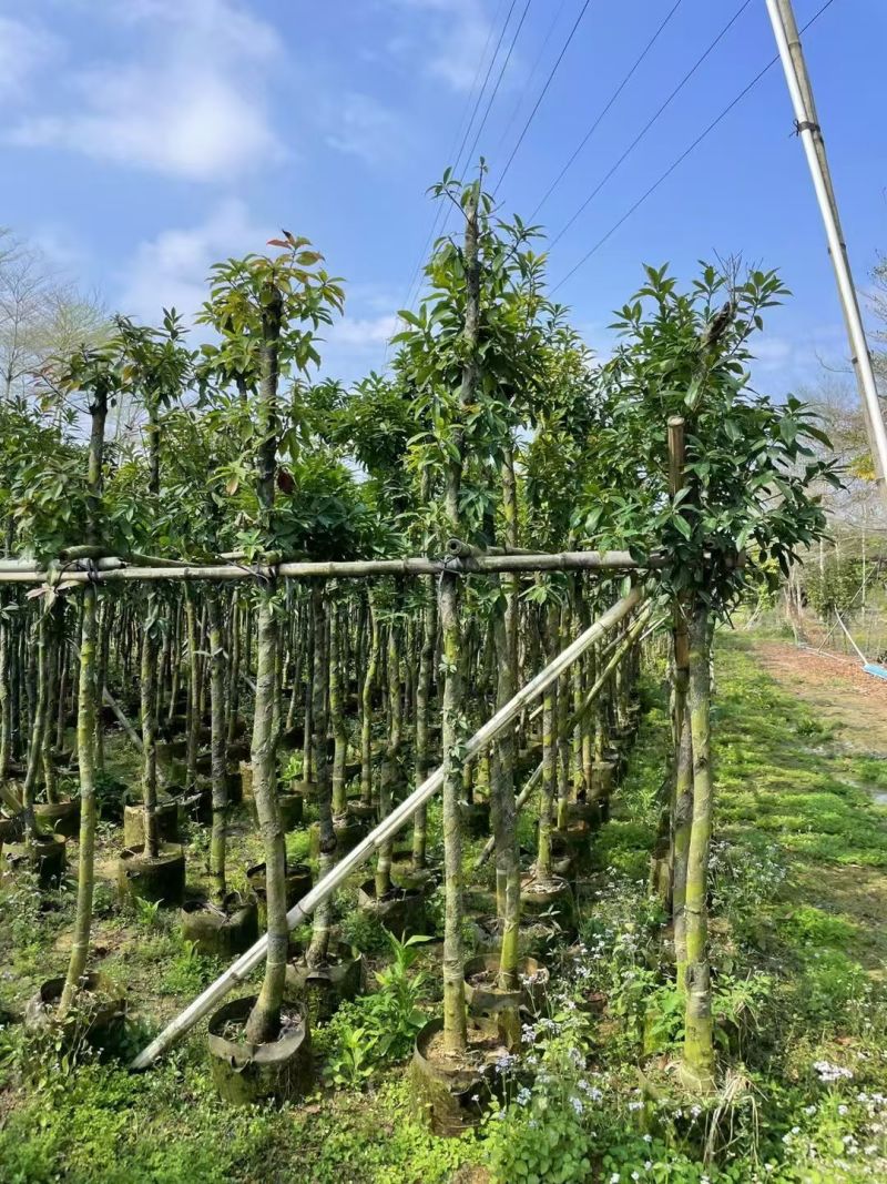 木荷3-6分，大量出售