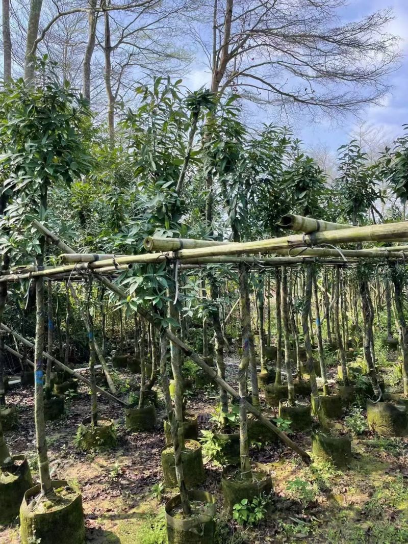 木荷3-6分，大量出售