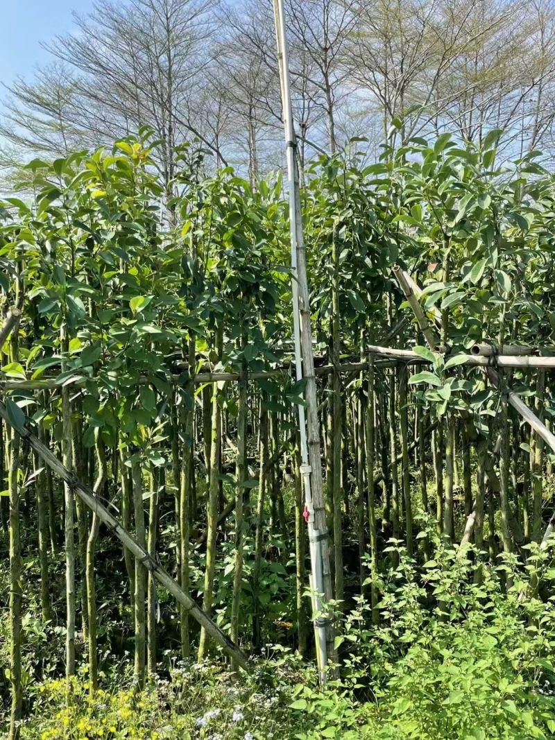 木荷3-6分，大量出售