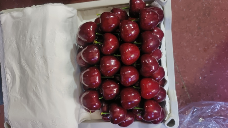大连樱桃