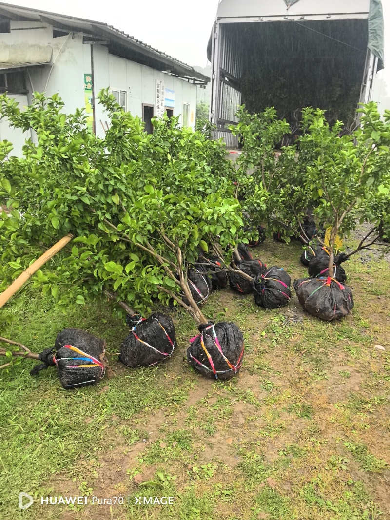 金秋砂糖橘苗3年挂果大苗土球苗，基地直供品种纯正