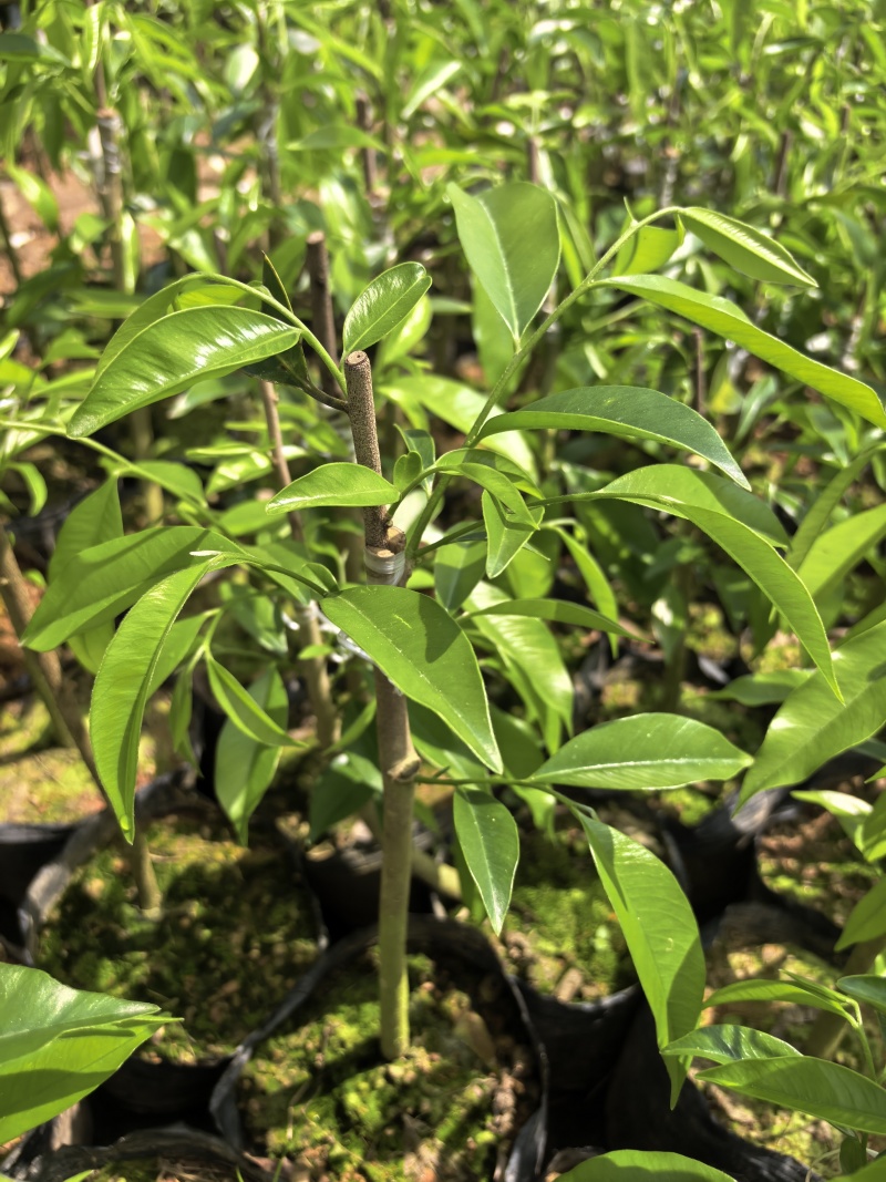 奇楠沉香广东茂名自家基地一手货源欢迎选购