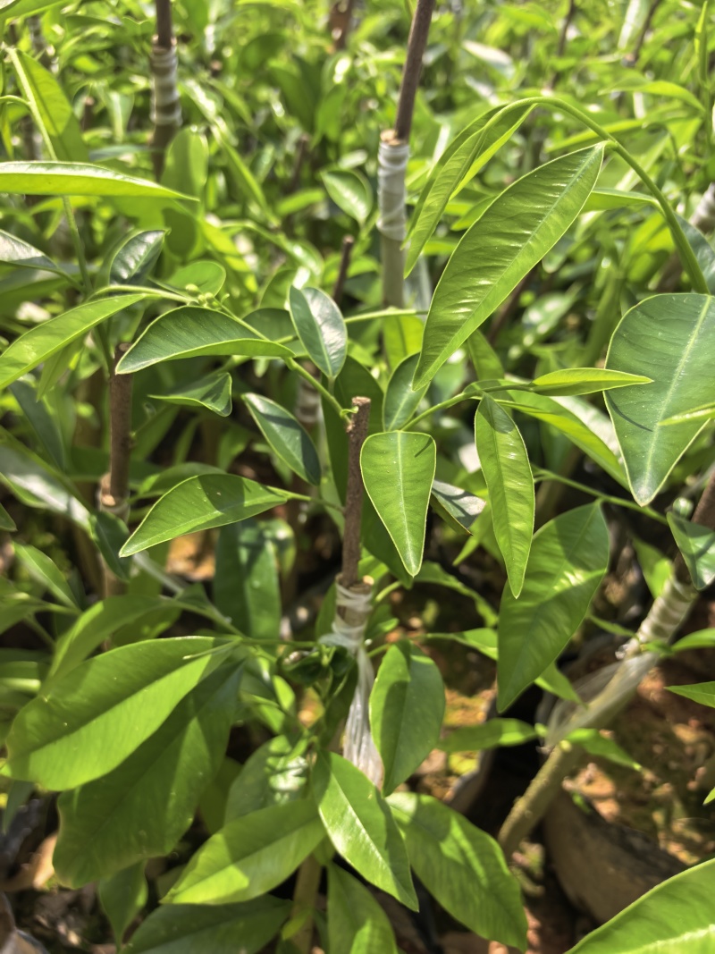 奇楠沉香广东茂名自家基地一手货源欢迎选购