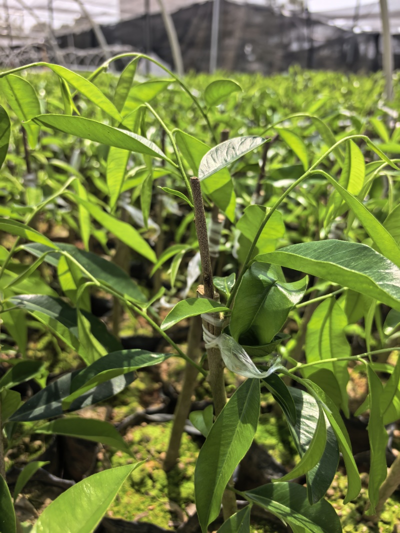 奇楠沉香广东茂名自家基地一手货源欢迎选购