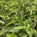 奇楠沉香广东茂名自家基地一手货源欢迎选购