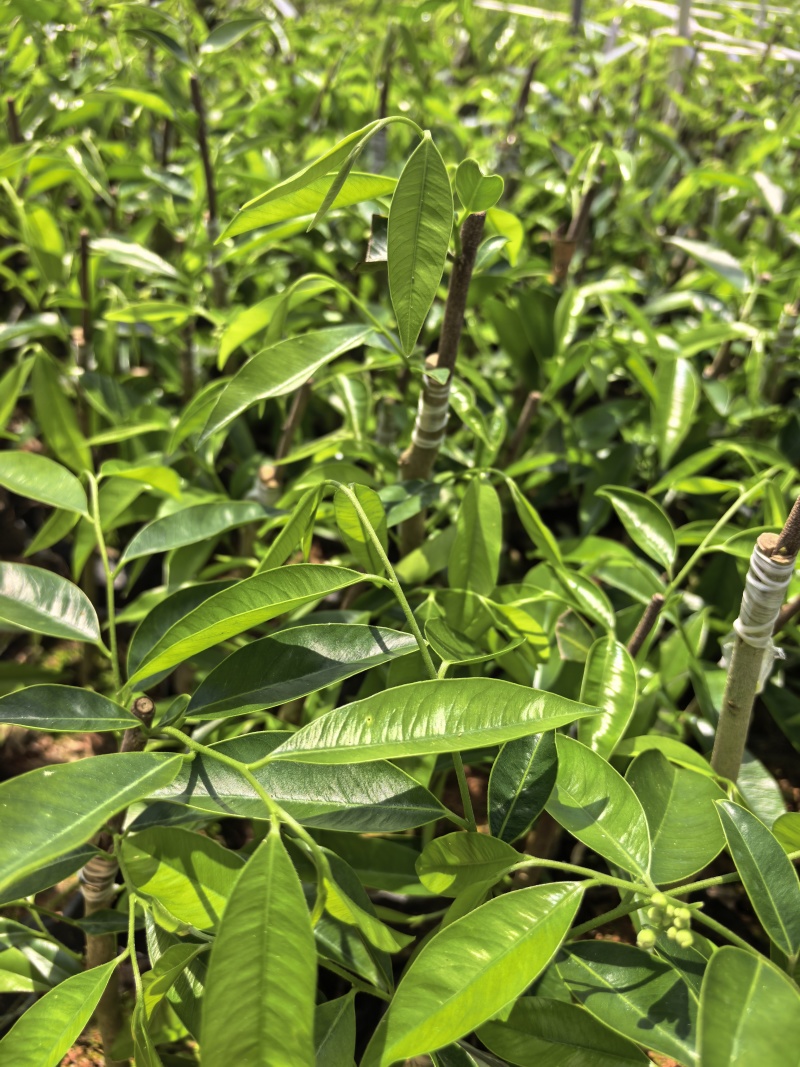 奇楠沉香广东茂名自家基地一手货源欢迎选购