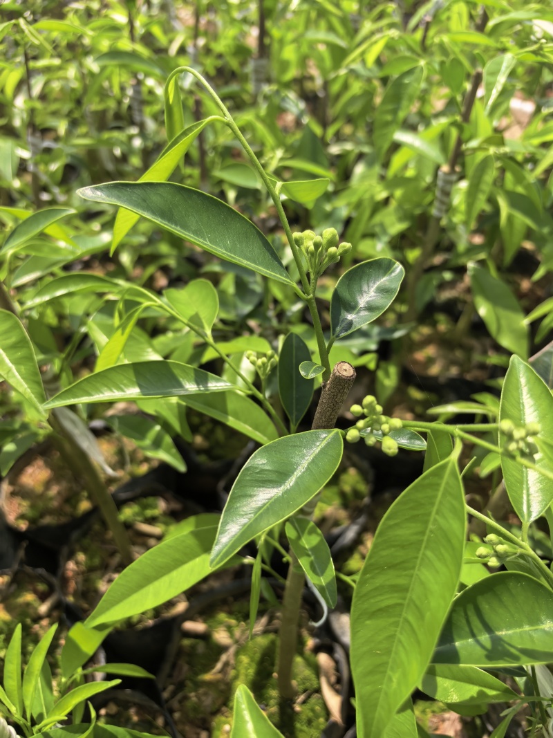 奇楠沉香广东茂名自家基地一手货源欢迎选购