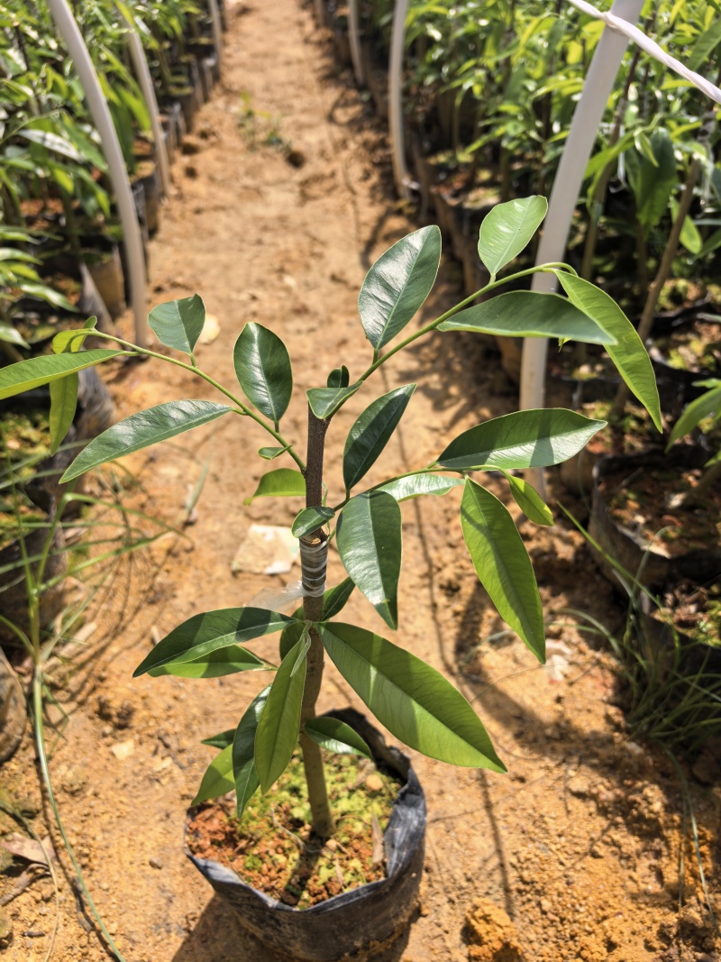 奇楠沉香广东茂名自家基地一手货源欢迎选购