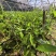奇楠沉香广东茂名自家基地一手货源欢迎选购