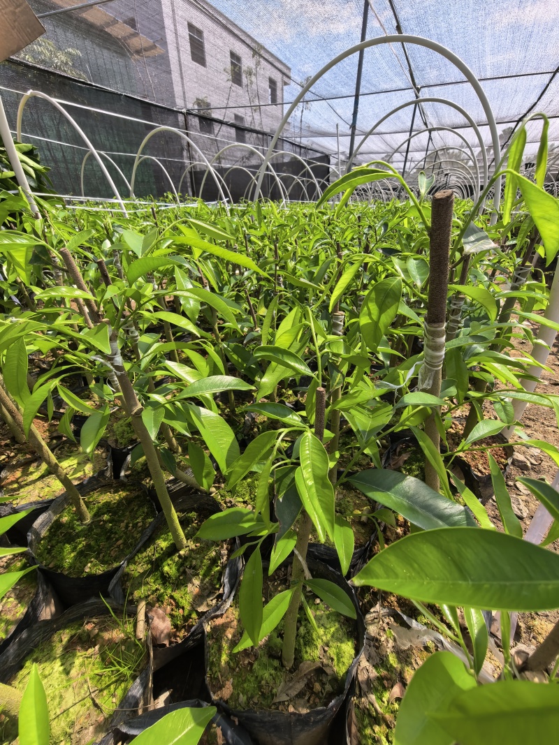 奇楠沉香广东茂名自家基地一手货源欢迎选购