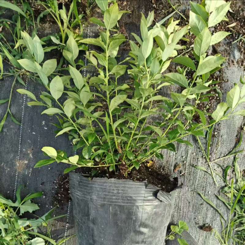 花香蓝莓苗组培育苗基地直销