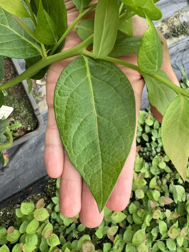 花香蓝莓苗组培育苗基地直销