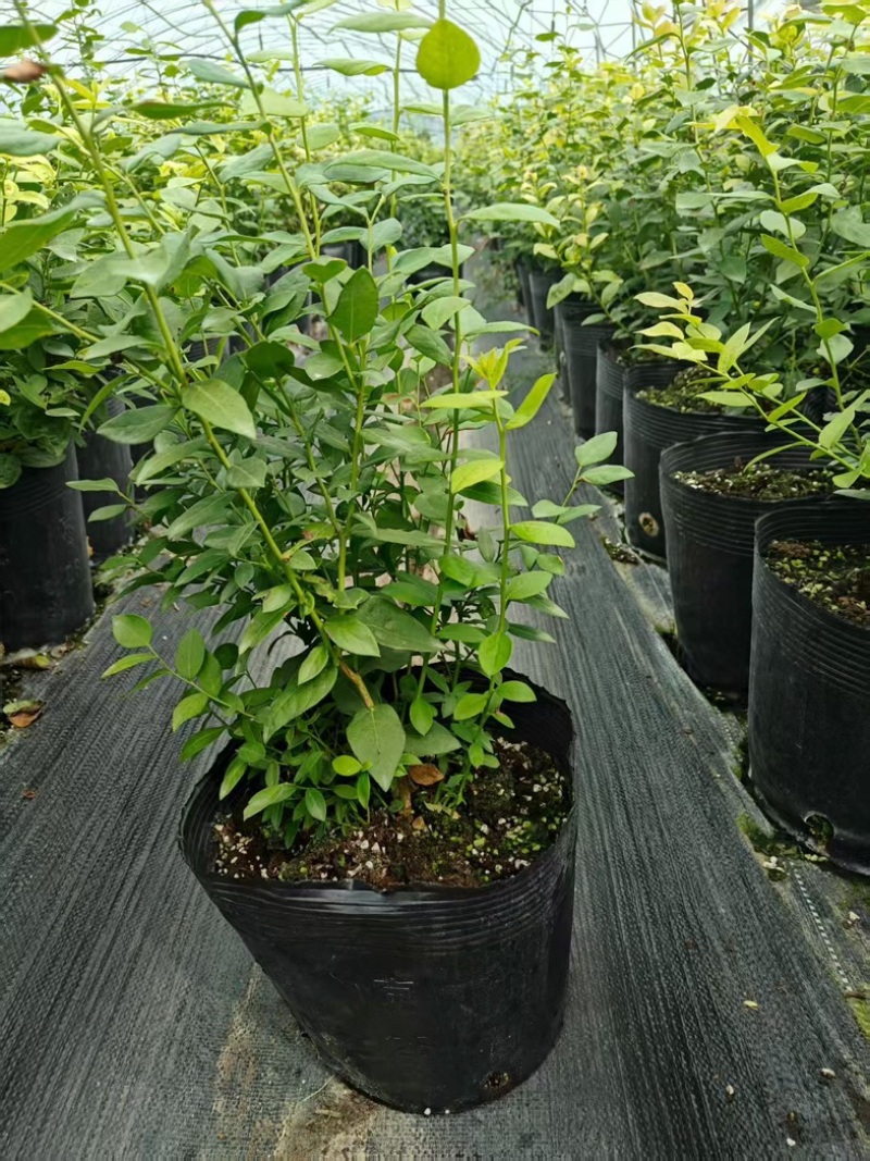 花香蓝莓苗组培育苗基地直销