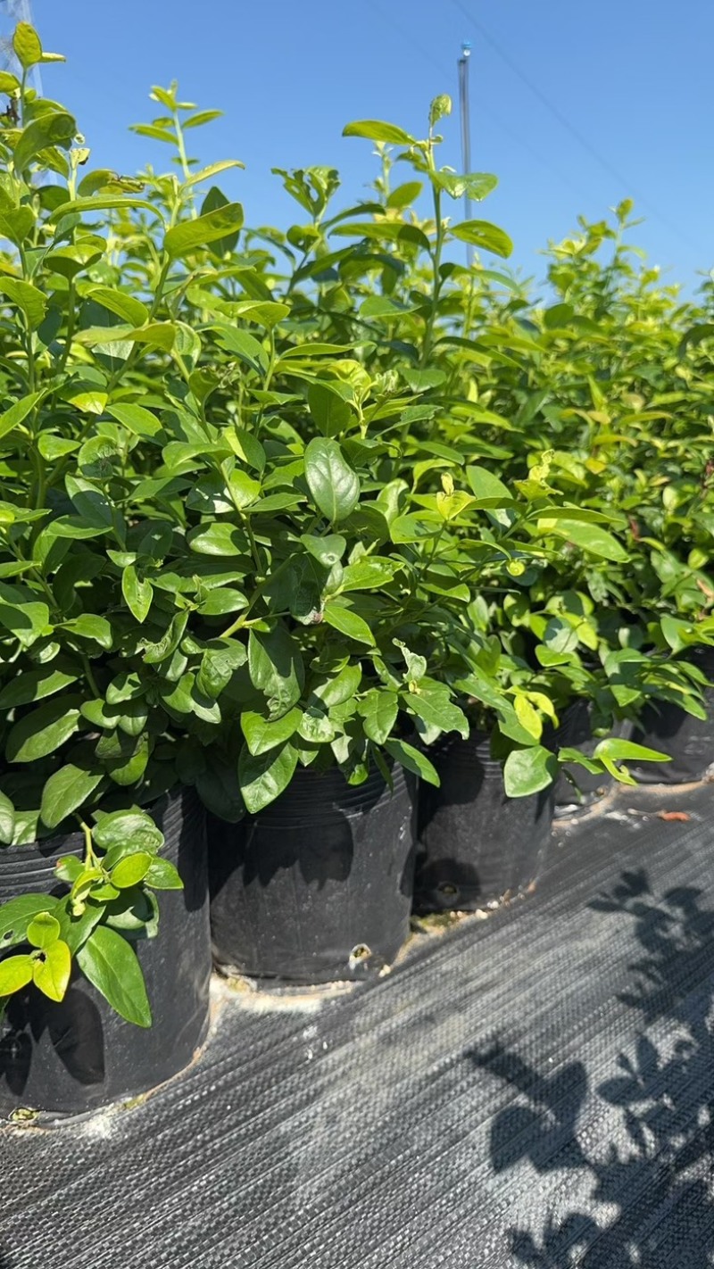花香蓝莓苗组培育苗基地直销