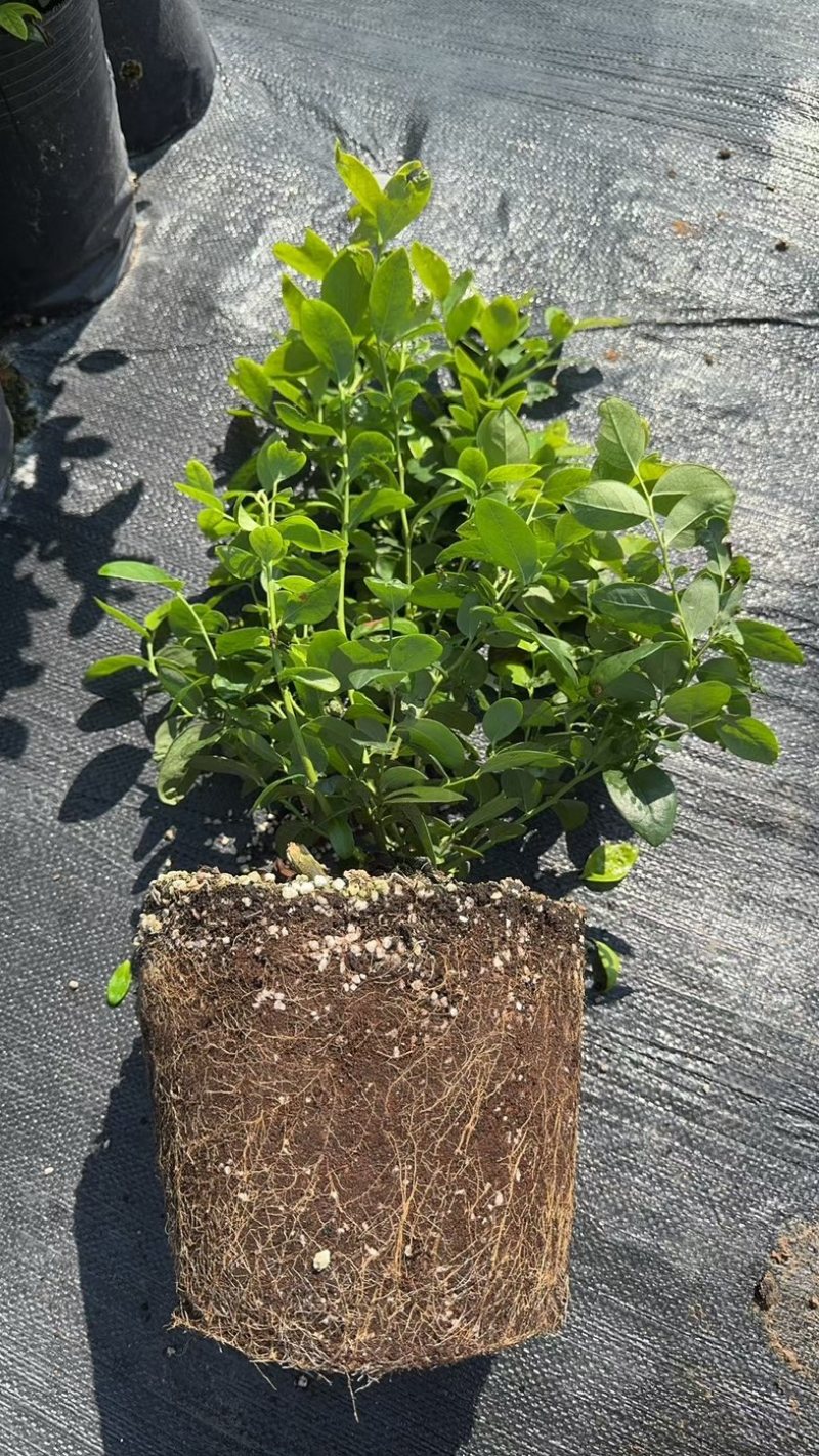 花香蓝莓苗组培育苗基地直销