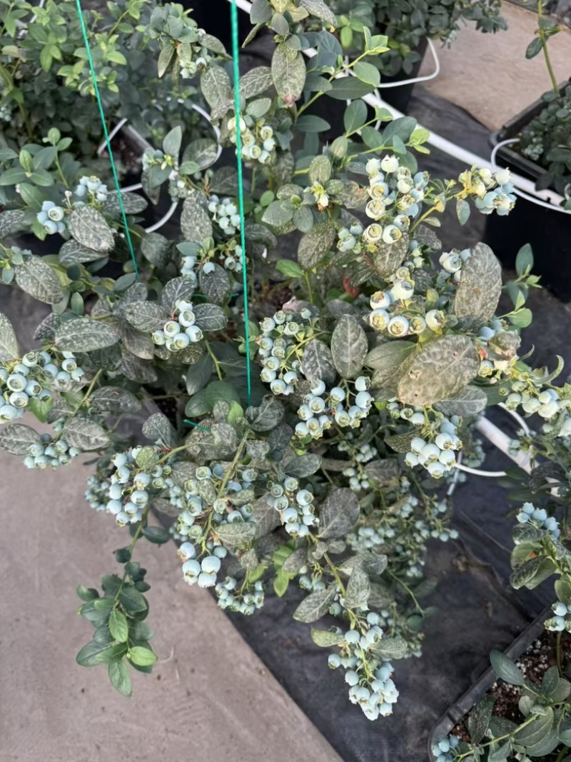 花香蓝莓苗组培育苗基地直销
