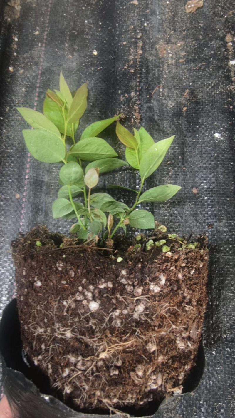 莱克西蓝莓苗组培育苗基地直销