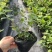 莱克西蓝莓苗组培育苗基地直销