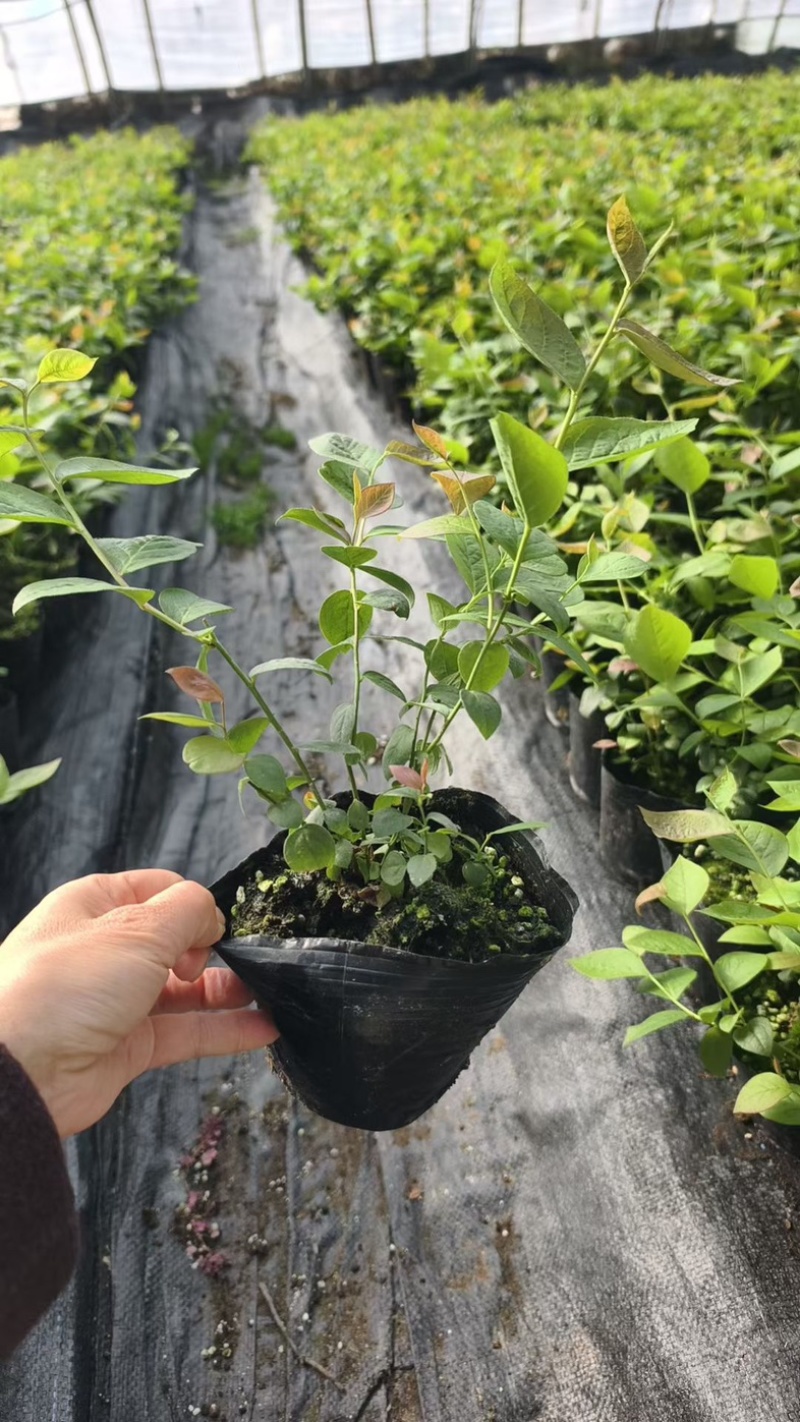 莱克西蓝莓苗组培育苗基地直销