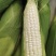 广西万糯2000玉米颗粒饱满软糯香甜新鲜现摘欢迎洽谈合作