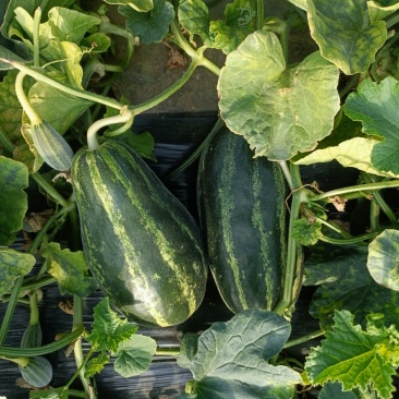 羊角蜜甜瓜博洋甜瓜玉菇甜瓜量大价优基地直供