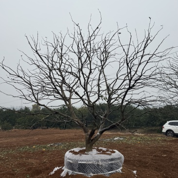 香橼苗圃基地益阳木子
