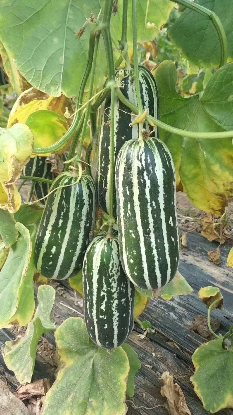 羊角蜜甜瓜博洋甜瓜玉菇甜瓜量大价优基地直供