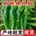 新鲜现摘螺丝椒大量现货供应量大价优欢迎咨询问价
