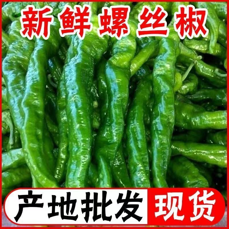 新鲜现摘螺丝椒大量现货供应量大价优欢迎咨询问价